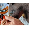 Dark Bay Kæphest Hobby Horse A4 Premium