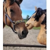 Kæphest sport til salg