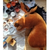 Lysebrun Kæphest Hobby Horse A3