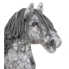 Kæphest Dapple Grey med Grå Manke